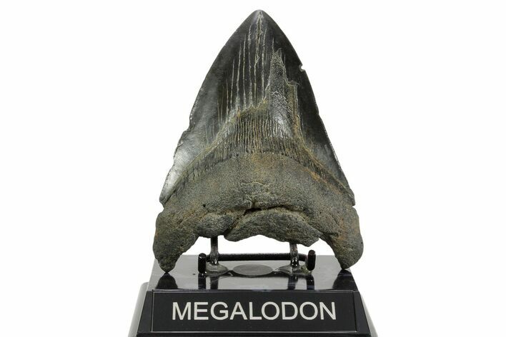 Fossil Megalodon Tooth - South Carolina #365757
